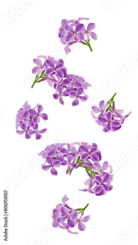 Falling lilac flower isolated on white background, full depth of field © grey