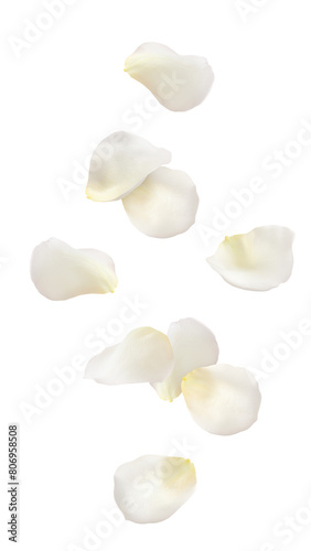 Falling Rose petal, isolated on white background, full depth of field
