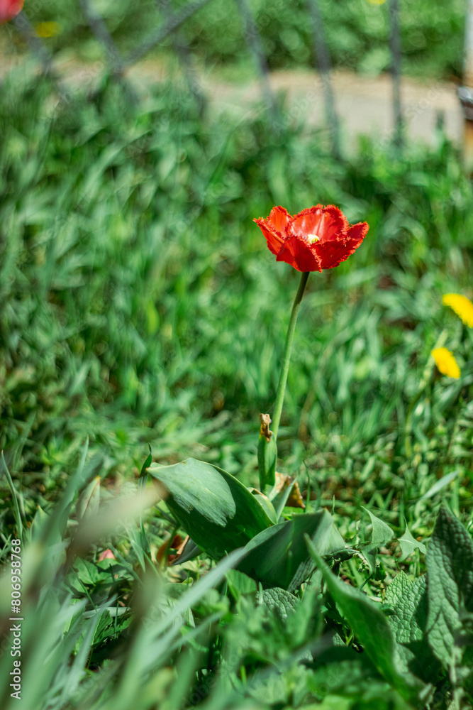 red tulip field with selective focus red tulip field with selective focus