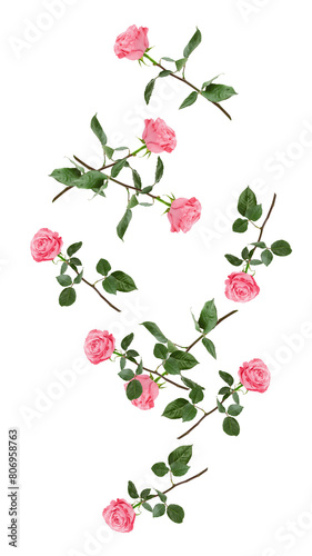 Falling pink rose isolated on white background  full depth of field