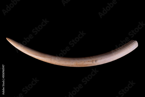 Φωτογραφία Elephant tusk is made up of a hard, dense bony tissue that is used for digging,
