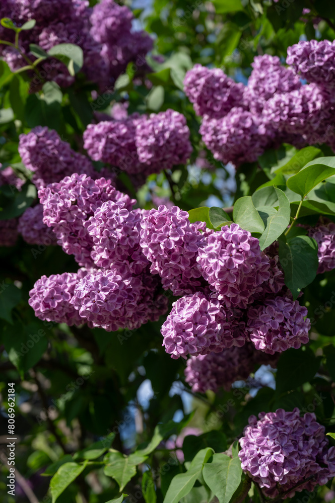Large lilac bush in spring. Bright flowers of spring lilac bush. Spring lilac flowers close-up. Twig beautiful varietal blooming flower Large lilac bush in spring. Bright flowers of spring lilac bush. Spring lilac flowers close-up. Twig beautiful varietal blooming flower