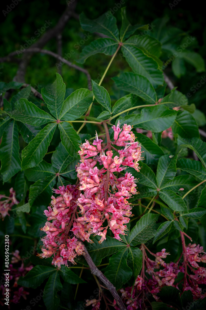 Obraz premium Red chestnut. The colorful inflorescences of a tree called chestnut, one of its ornamental varieties, are usually planted on city streets. Beautiful red chestnut flowers
