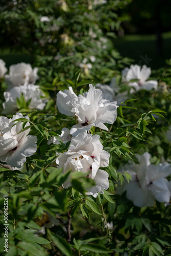 Beautiful flower peonies close-up blooming in a peony garden. Nature.