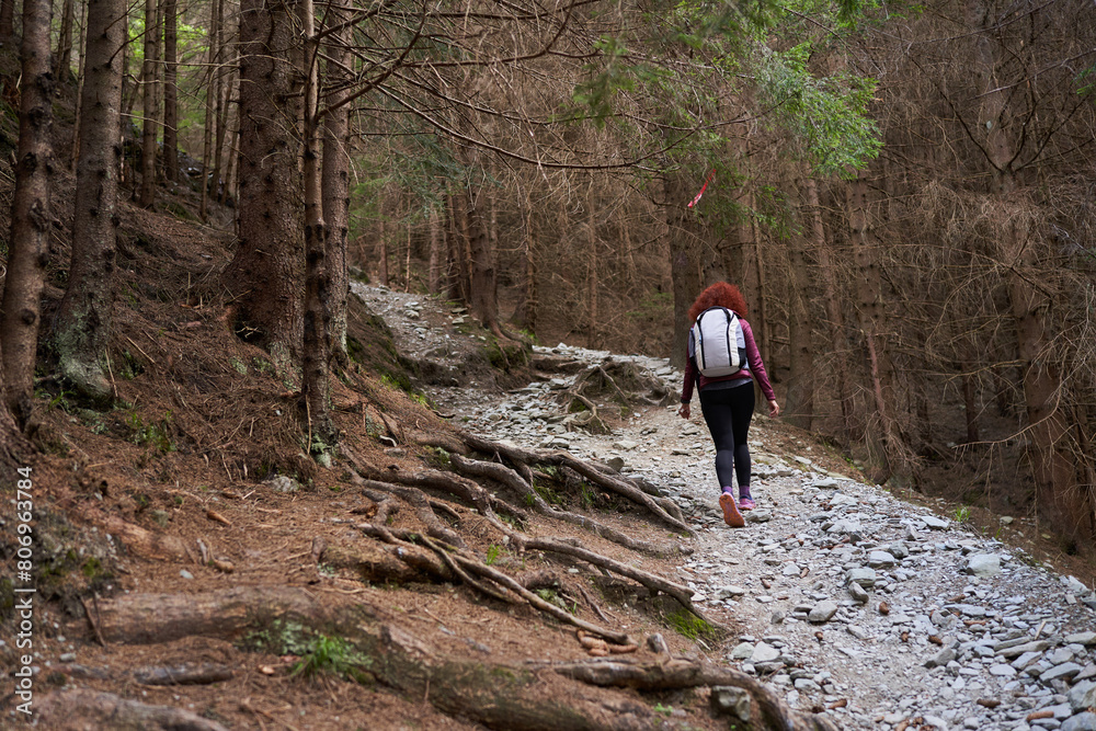 Fototapeta premium Woman hiker with backpack in a pine forest