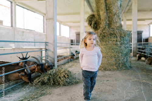 Little girl with her hands in her pockets walks from a pen with goats eating a large sheaf of hay © Nadtochiy