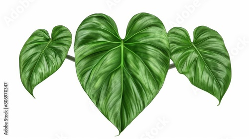 heartshaped dark green philodendron leaves isolated on white digital illustration
