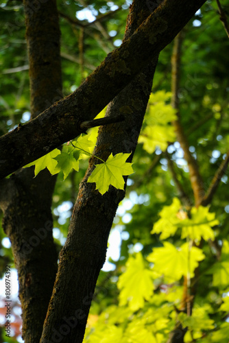 Leaves in the forest.