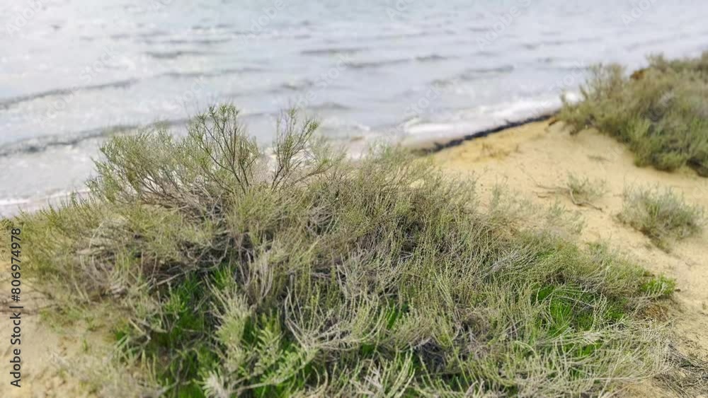 Tranquil coastal environment showcasing vibrant green shrubs against a backdrop of gentle ocean waves, highlighting nature serene and calming beauty. Tranquil coastal environment showcasing vibrant green shrubs against a backdrop of gentle ocean waves, highlighting nature serene and calming beauty.