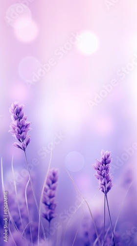 Lavender defocused blurred motion abstract background widescreen with copy space texture for display products blank copyspace for design text 