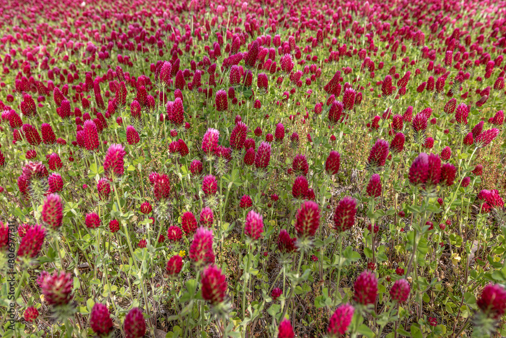 Prince Frederick, Maryland, USA A field of Crimson Clover flowers blowing in the wind in a field.