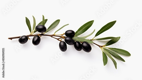 Collection of black olive branches on isolated background