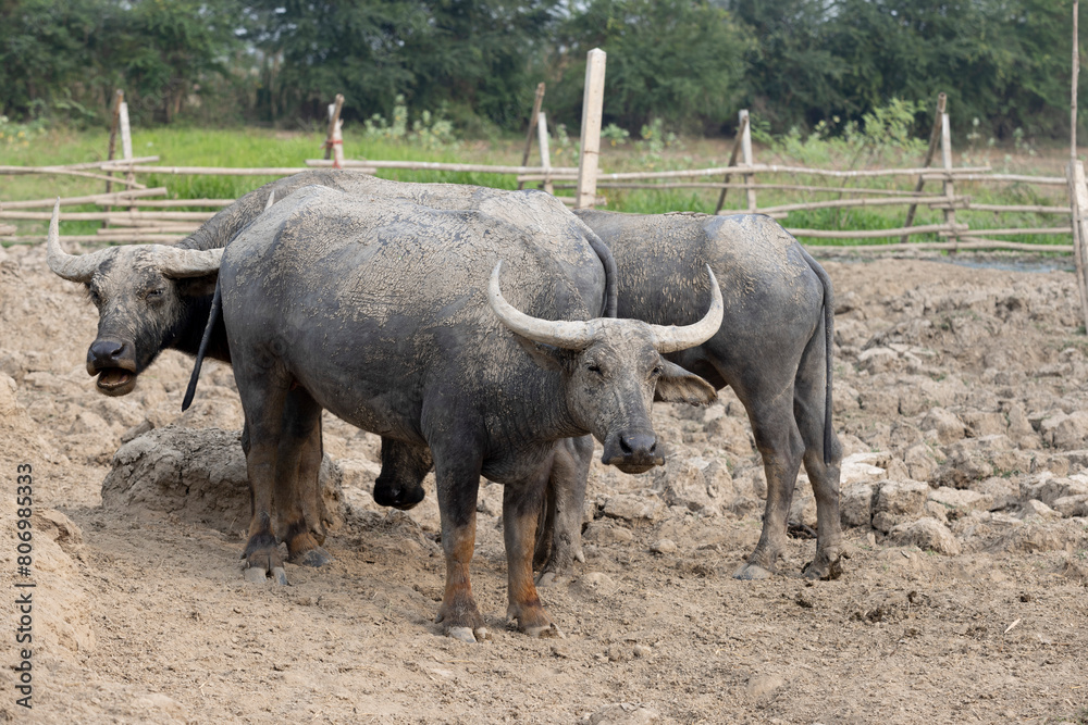 Fototapeta premium Mud-covered water buffaloes in enclosure
