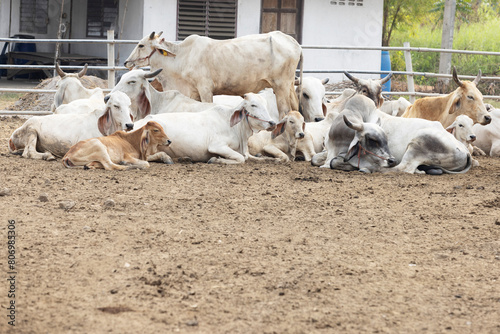 Herd of cows resting in farm pen