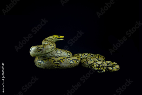 The reticulated python or malayopython reticulatus is a python species native to South and Southeast Asia photo