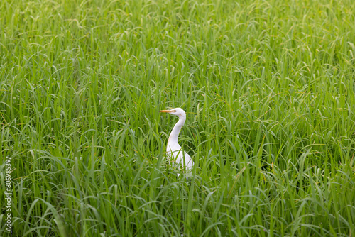 Egret hidden in lush green grass field
