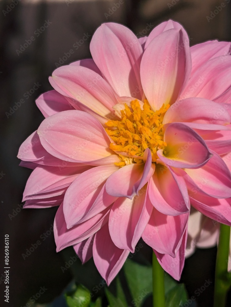 Fototapeta premium pink dahlia flower