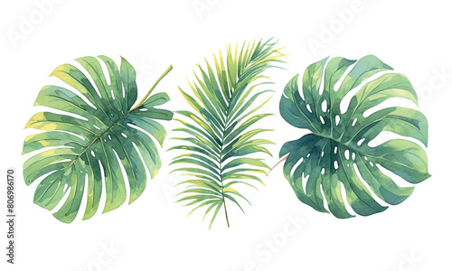 set Three green tropical leaves The image has a tropical feel to it