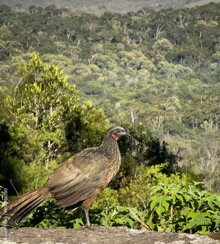 Wild Jacu Bird Posing Against Dense Forest Background in Daylight © F.C.G.