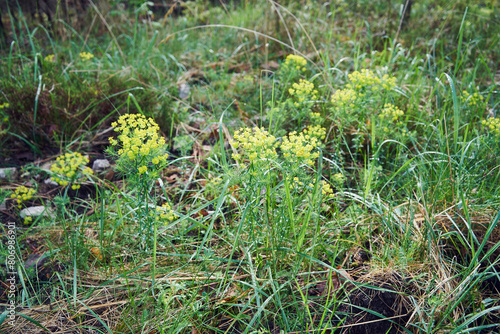 Dziurawiec ,Hypericum L.