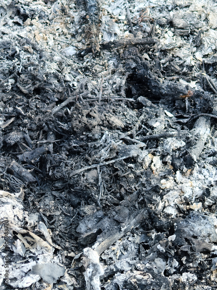 burnt out of burnt tree, fire and burned grass in the forest burnt out of burnt tree, fire and burned grass in the forest