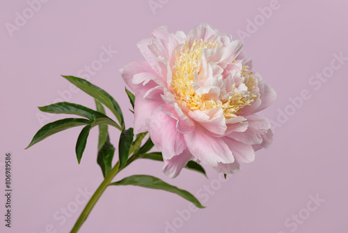 Beautiful delicate pink with yellow peony flower isolated on soft pink background.