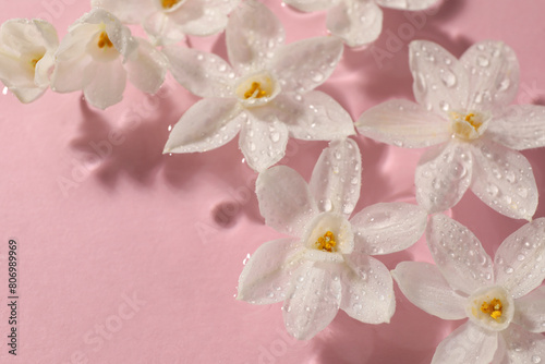 Beautiful daffodils in water on pink background  closeup. Space for text