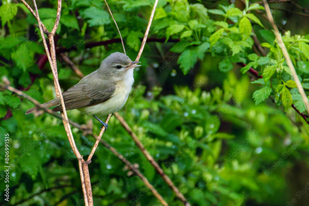 Warbling Vireo Warbling Vireo