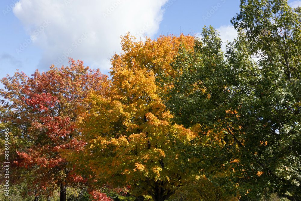 Colorful Autumn leaves