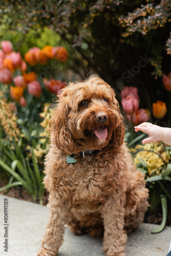 cute fluffy goldendoodle sitting outside with spring flowers behind him, chubby baby hand reaching into the frame to pet the dog