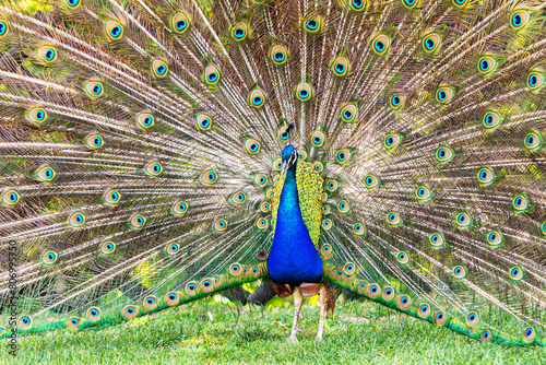 Colorful blue peacock with open tail feathers