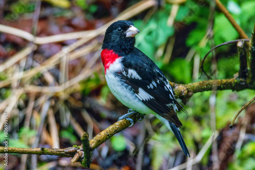 Rose Breasted Grosbeak