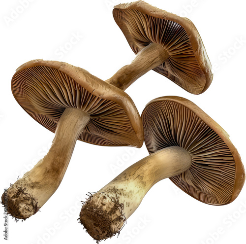 Close-up of wild mushrooms with delicate gills cut out on transparent background