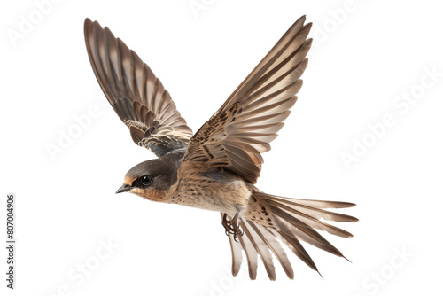 Sparrow flying isolated on transparent background