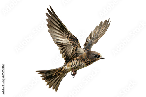 Sparrow flying isolated on transparent background © posterpalette