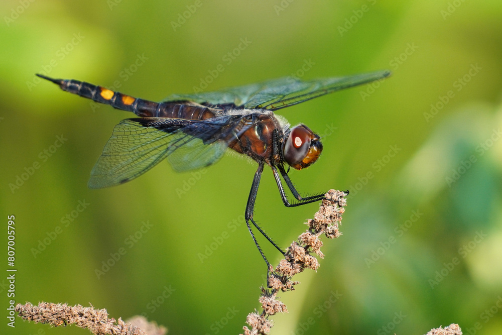 The black saddlebags (Tramea lacerata) is a species of skimmer dragonfly found throughout North America. The black saddlebags (Tramea lacerata) is a species of skimmer dragonfly found throughout North America.