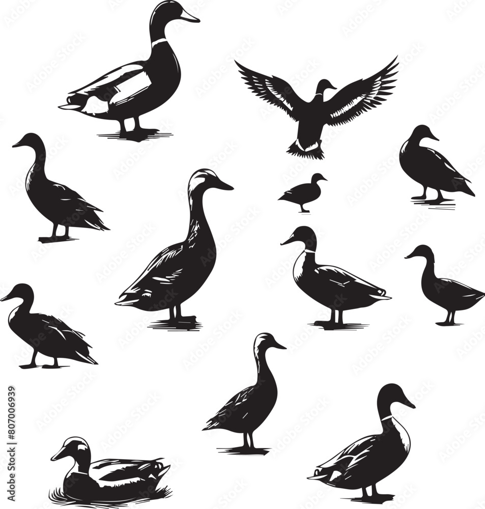 Fototapeta premium Duck silhouette isolated on white background. Duck logo.