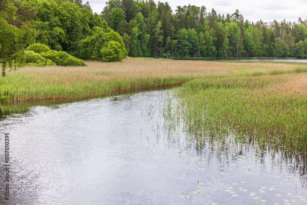 Growing reed in a forest lake Growing reed in a forest lake