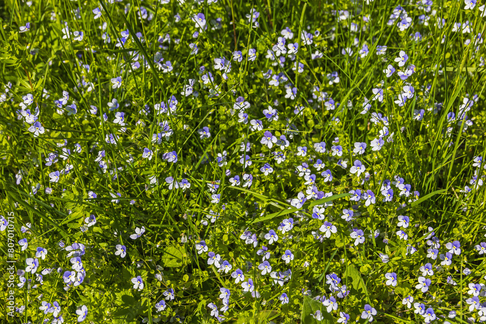 Flowering birdeye speedwell from above Flowering birdeye speedwell from above