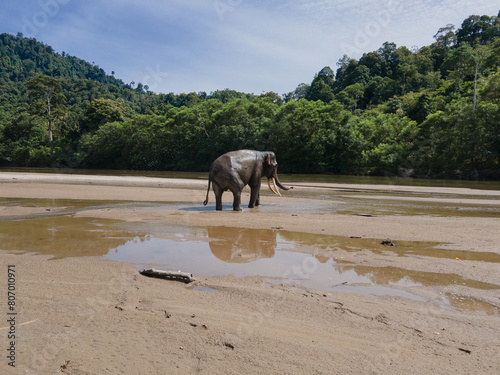 A Sumatran elephant having fun in the river