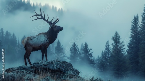 A deer stands on a rock in a forest with fog in the background photo