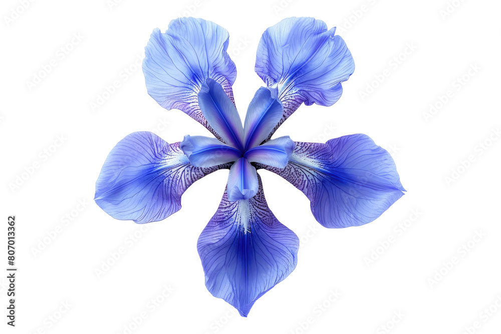 Top view of a single iris flower isolated on transparent background