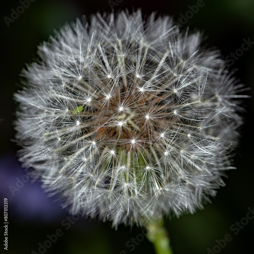 Although not always welcome in formal  manicured lawns  dandelions are a great way to attract wildlife and increase biodiversity in your garden.