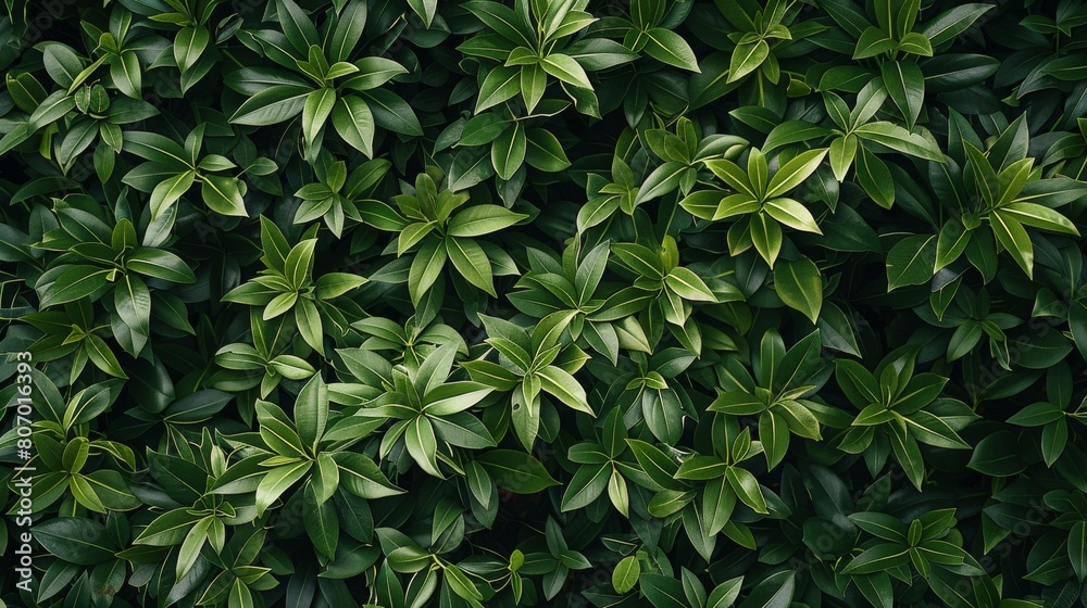 Lush Green Leaf Textures in Natural Botanical Background Lush Green Leaf Textures in Natural Botanical Background