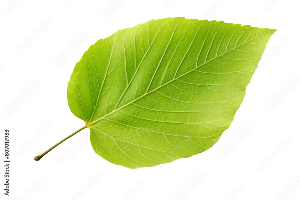 Green leaf on a transparent background. Green leaf on a transparent background.