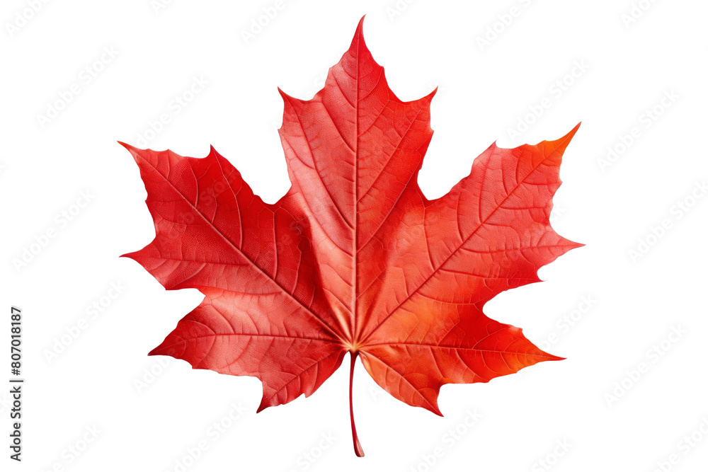 Red maple leaf, the national symbol of Canada. Red maple leaf, the national symbol of Canada.