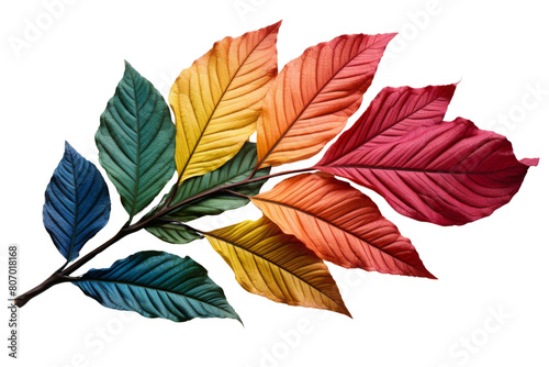 Rainbow leaves bring the beauty of fall to life.