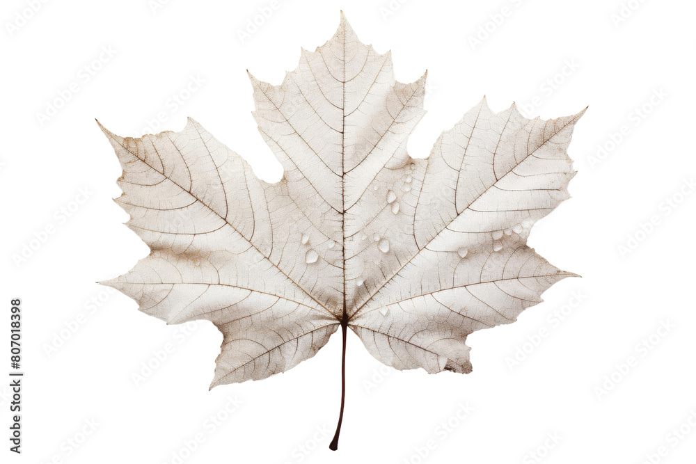 The image is a photograph of a single, dry, white maple leaf. The leaf ...