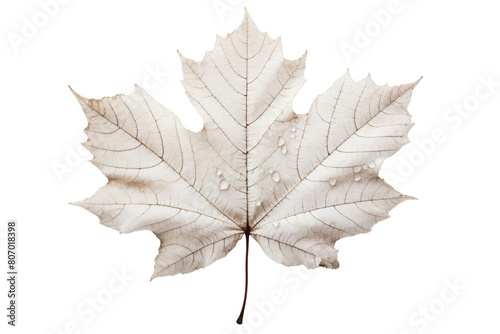 The image is a photograph of a single, dry, white maple leaf. The leaf is back lit and has water droplets on its surface. The leaf is on a black background.