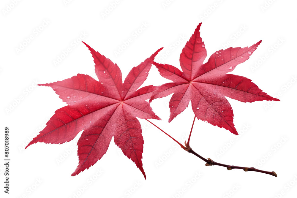 Two red maple leaves, veins clearly visible, on a black background. Two red maple leaves, veins clearly visible, on a black background.